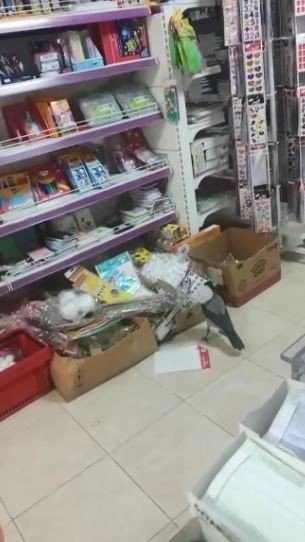 Kırtasiyeye Giren Karganın Pinpon Topu İle İmtihanı