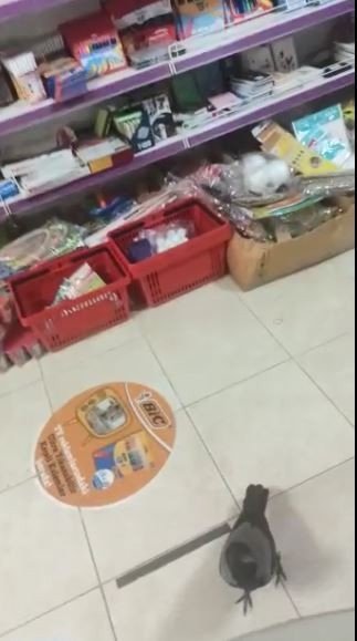 Kırtasiyeye Giren Karganın Pinpon Topu İle İmtihanı