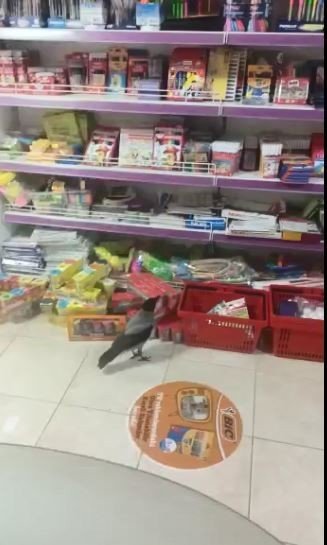 Kırtasiyeye Giren Karganın Pinpon Topu İle İmtihanı