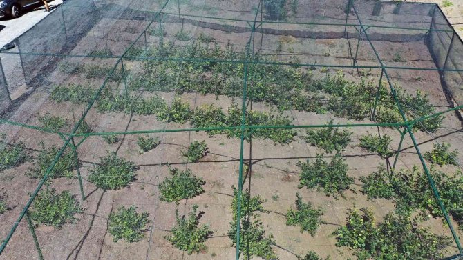 Kırsal Kalkınma Hamlesinde Yeni Dönem: Bakap Projesi İlk Meyvelerini Veriyor