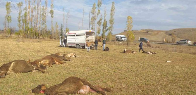 Tır Şarampole Devrildi, 7 Hayvan Telef Oldu