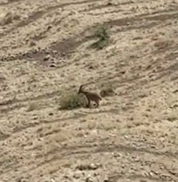 Elazığ’da Yaban Keçileri Tarihi Harput Kalesine İndi