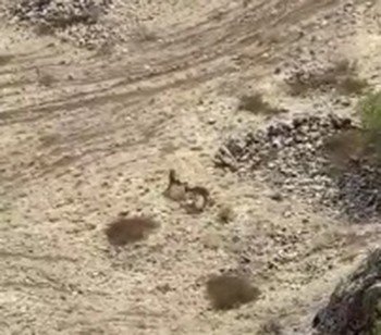 Elazığ’da Yaban Keçileri Tarihi Harput Kalesine İndi