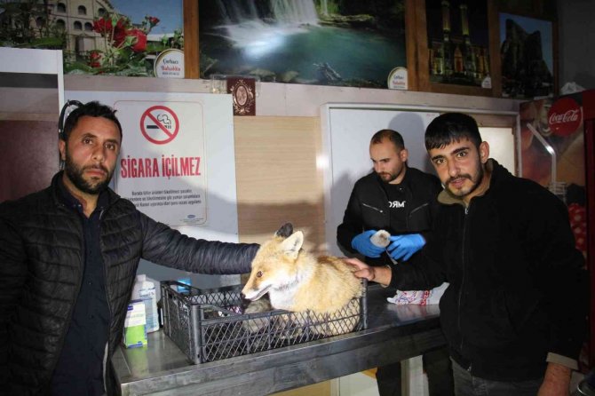Otomobilin Çarptığı Tilkiyi Tedavi Ettirdiler
