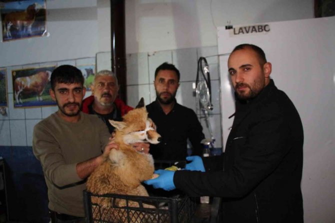 Otomobilin Çarptığı Tilkiyi Tedavi Ettirdiler