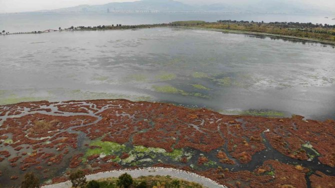 Deniz Marulu Bu Kez İ̇nciraltı’nda Görüldü