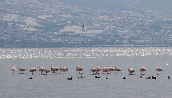 ’İ̇zmit Çocuğu’ Flamingolar Göç Etmiyor