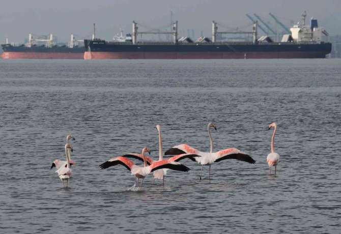 ’İ̇zmit Çocuğu’ Flamingolar Göç Etmiyor