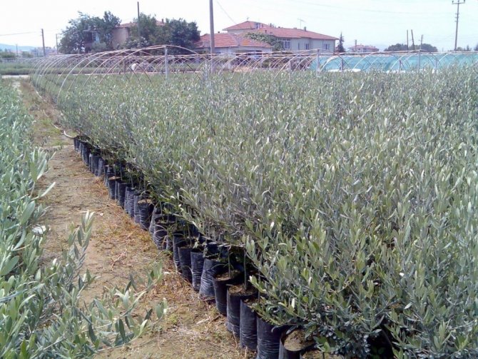 Büyükşehirden Kırsala 100 Bin Adet Fidan Desteği