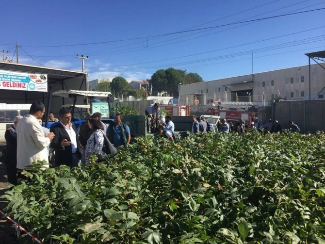 Büyükşehirden Kırsala 100 Bin Adet Fidan Desteği