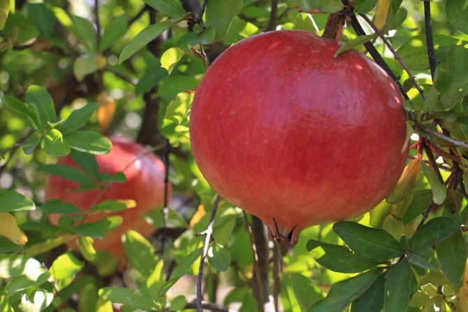 Gören Şaşırıyor, Bu Narların Tanesi 1,5 Kilo