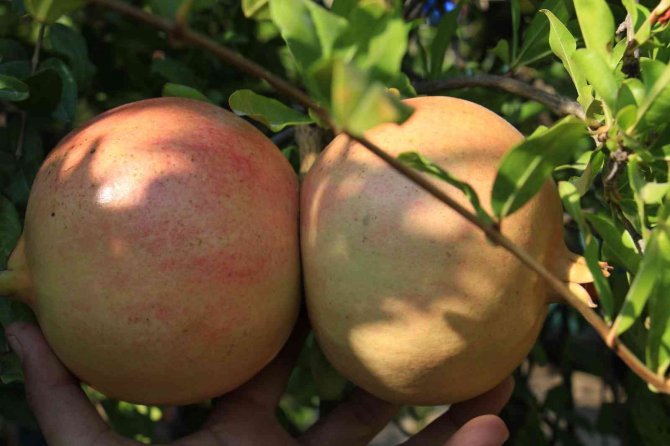 Gören Şaşırıyor, Bu Narların Tanesi 1,5 Kilo