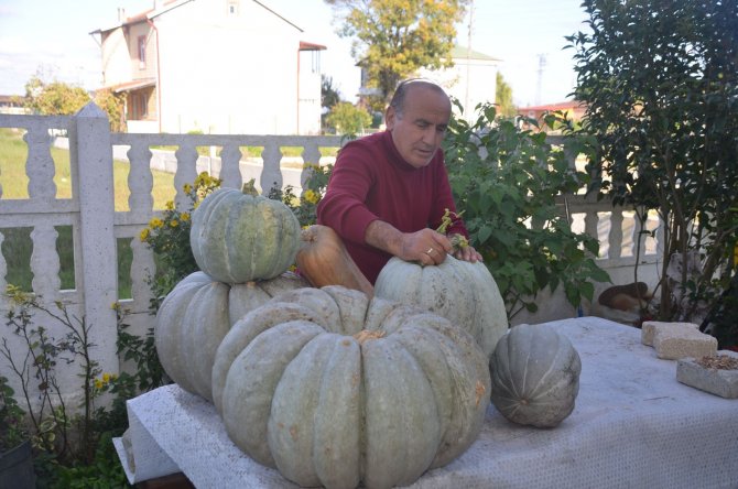 Yaklaşık 60 Kilo Ağırlığında Bal Kabağı Yetiştirdi
