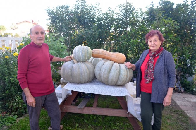 Yaklaşık 60 Kilo Ağırlığında Bal Kabağı Yetiştirdi