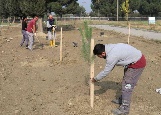 Turgutlu’da Fidanlar Toprakla Buluşuyor