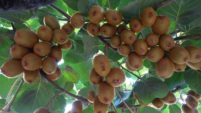 Ordu Kivisinde Erken Hasat Uyarısı