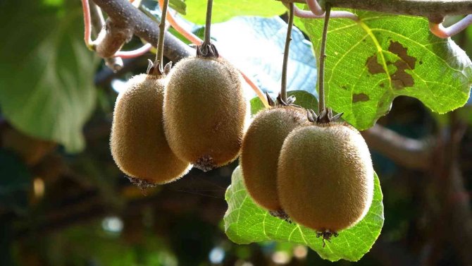 Ordu Kivisinde Erken Hasat Uyarısı