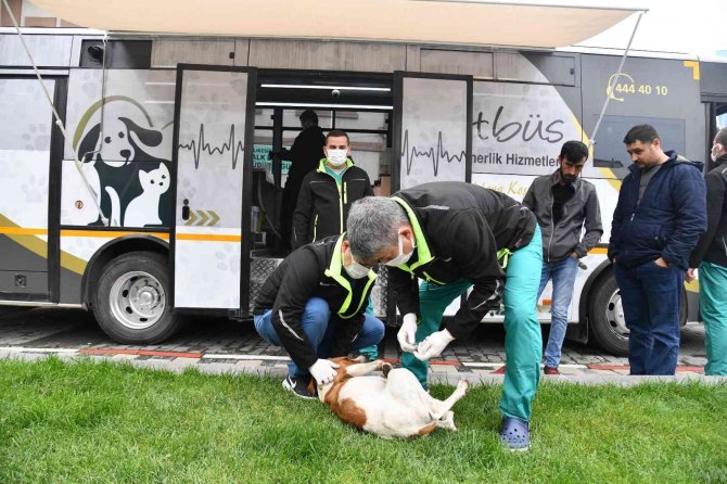 Vetbüs İle Sokak Hayvanları Daha Sağlıklı