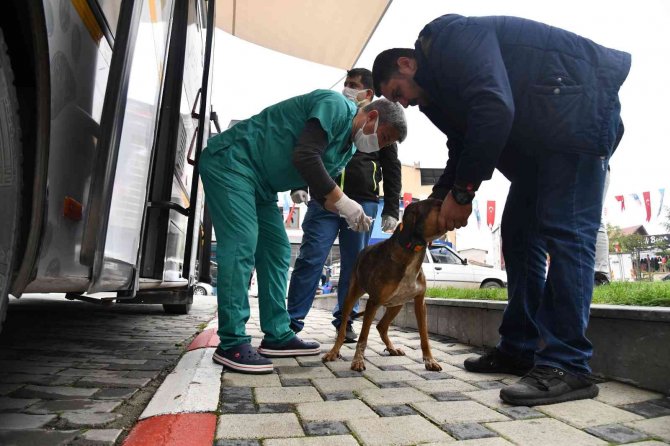 Vetbüs İle Sokak Hayvanları Daha Sağlıklı