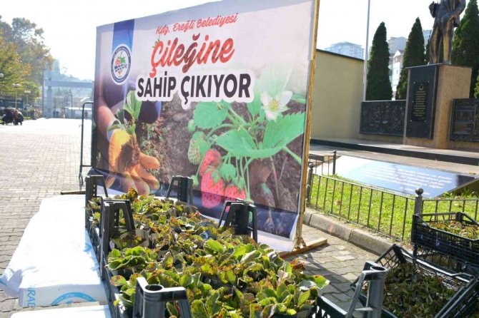 Osmanlı Çileği Fideleri Halkla Buluştu
