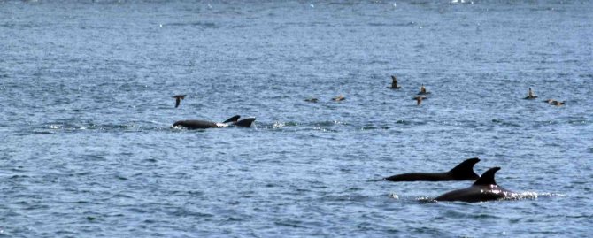 Karadeniz’de Balık Stoklarını Tükettikleri İddiasıyla Suçlanan Yunus Ve Köpek Balıkları Aklandı