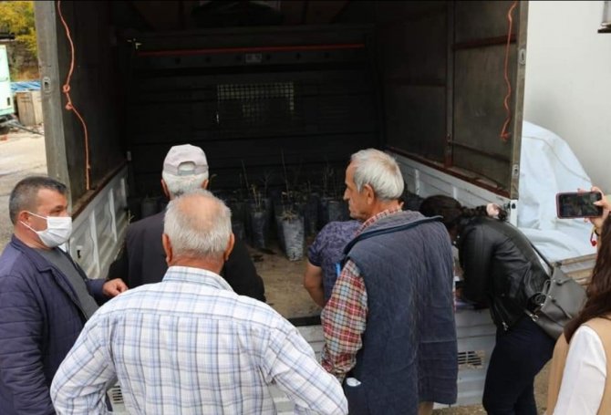 İ̇bradı’da Kestane Fidesi Dağıtımı
