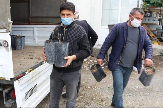 İ̇bradı’da Kestane Fidesi Dağıtımı
