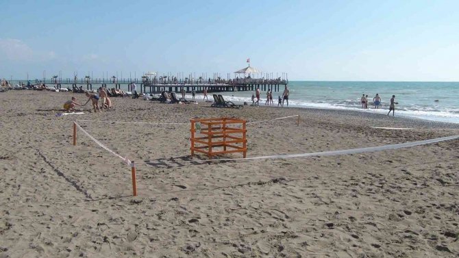 Kasım Ayında Denizle Buluşan Caretta Caretta Yavruları İlk Kez Görüntülendi