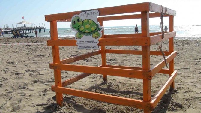 Kasım Ayında Denizle Buluşan Caretta Caretta Yavruları İlk Kez Görüntülendi