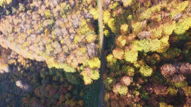 2 Bin 80 Rakımlı Genya Dağında Sonbahar’da Renk Cümbüşü Yaşanıyor