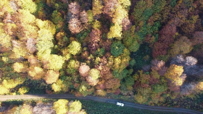 2 Bin 80 Rakımlı Genya Dağında Sonbahar’da Renk Cümbüşü Yaşanıyor