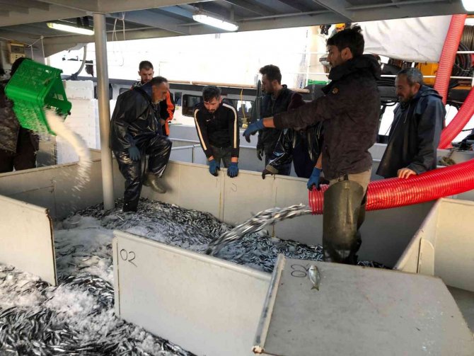 Karadeniz’de Hamsi Bolluğu Sürüyor