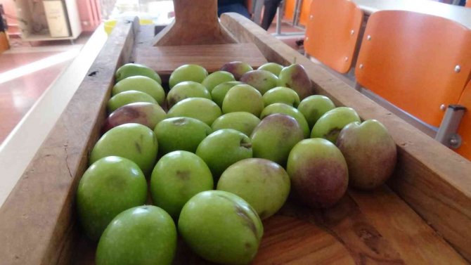 Kırma Zeytinin İnceliklerini Öğrendiler