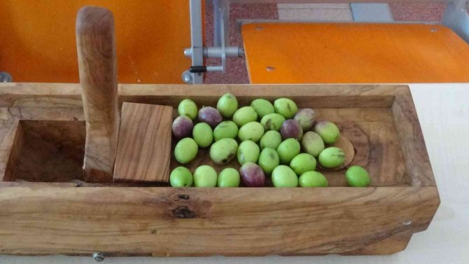 Kırma Zeytinin İnceliklerini Öğrendiler