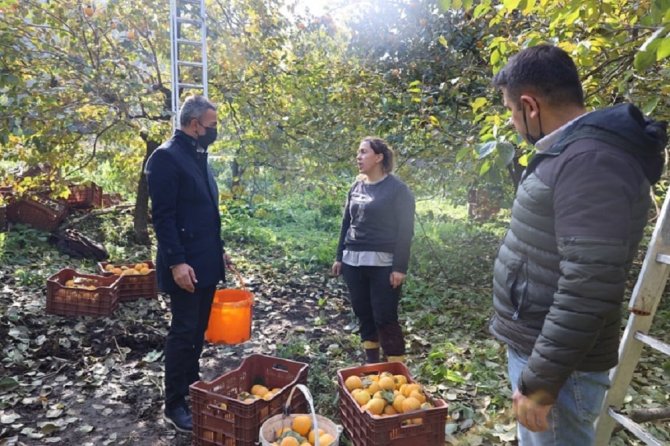 Bilecik’te Cennet Hurması Hasadı Başladı