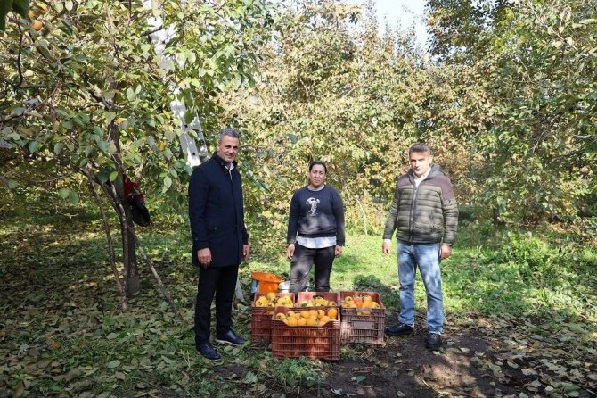 Bilecik’te Cennet Hurması Hasadı Başladı