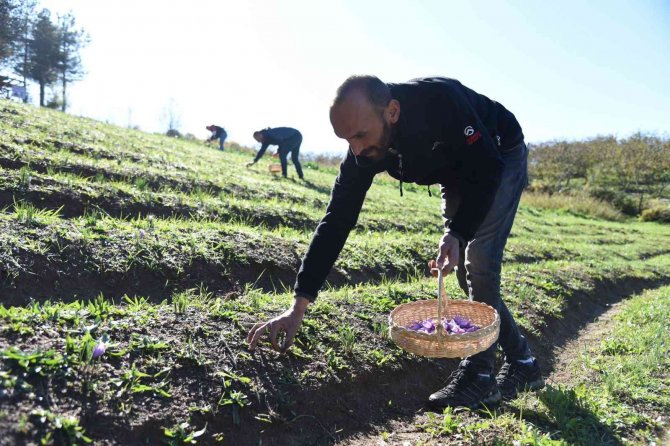 Kilosu 30 Bin Liradan Satılıyor