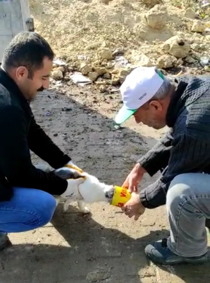 Kafası Teneke Kutuya Sıkışan Kediyi, İ̇lçe Orman Şefliği Ekipleri Kurtardı