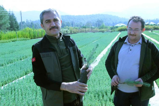 Fidan Dikim Seferberliği 11 Kasım’da