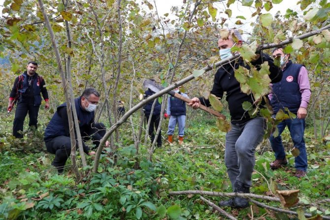 Ordu Valisi Fındık Sürgünü Temizledi