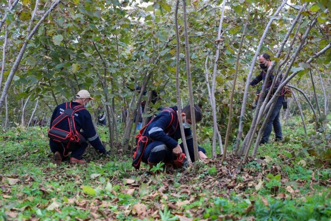 Ordu Valisi Fındık Sürgünü Temizledi