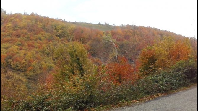 Ordu’da Sonbahar Güzelliği