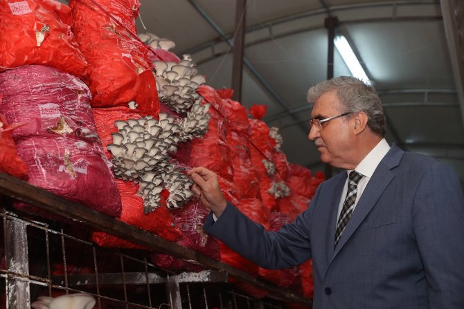 İ̇stiridye Mantarı Üretimi Hızla Devam Ediyor