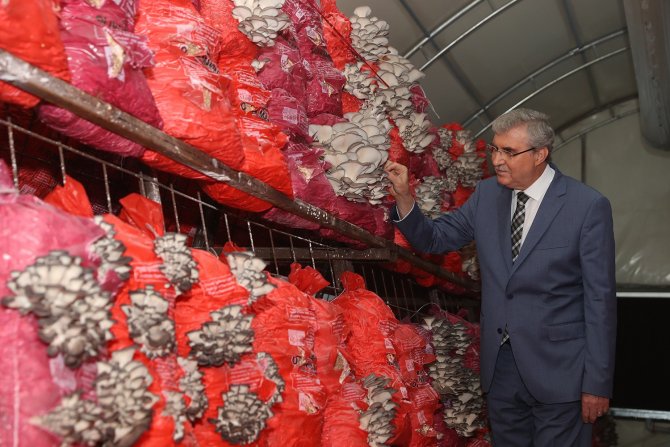 İ̇stiridye Mantarı Üretimi Hızla Devam Ediyor
