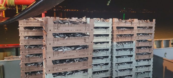 Karadeniz’de Balık Bolluğu Yaşanıyor