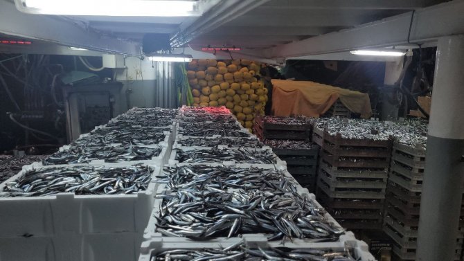 Karadeniz’de Balık Bolluğu Yaşanıyor