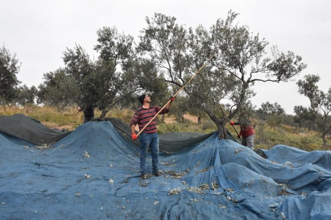 Edremit Belediyesi Zeytin Hasadına Başladı