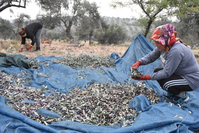 Edremit Belediyesi Zeytin Hasadına Başladı