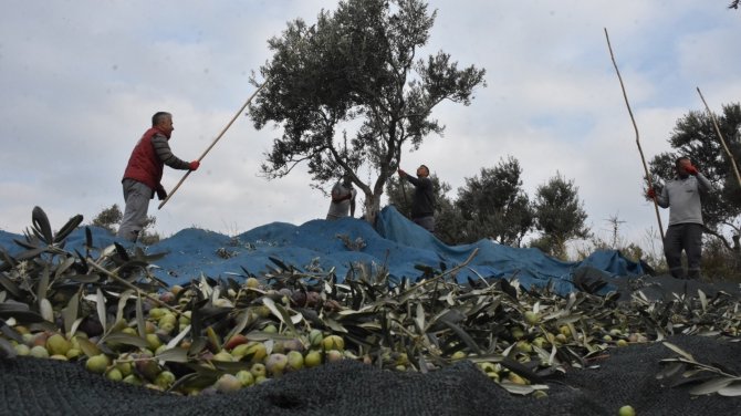 Edremit Belediyesi Zeytin Hasadına Başladı