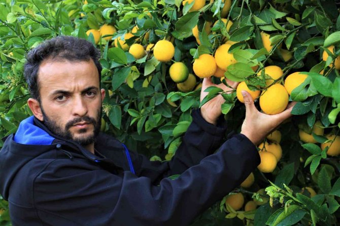Kilosu 40 Kuruşa Düşen Limon Dalında Sarardı